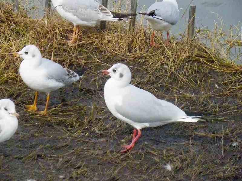 鶴見緑地の野鳥_b0180709_2201313.jpg