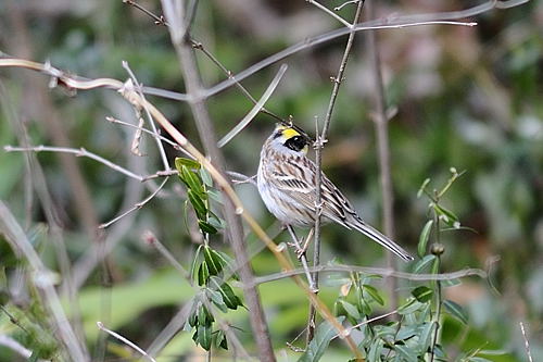 箕面の野鳥図鑑　冬_f0009128_10292763.jpg