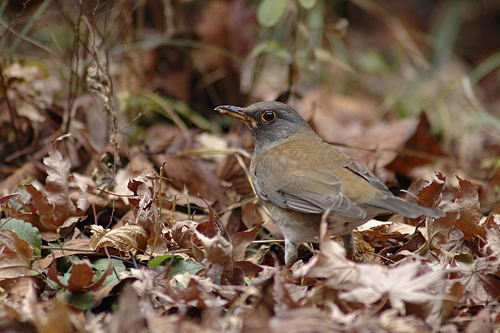 箕面の野鳥図鑑　冬_f0009128_10295027.jpg