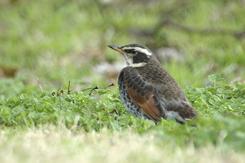 箕面の野鳥図鑑　冬_f0009128_10571257.jpg