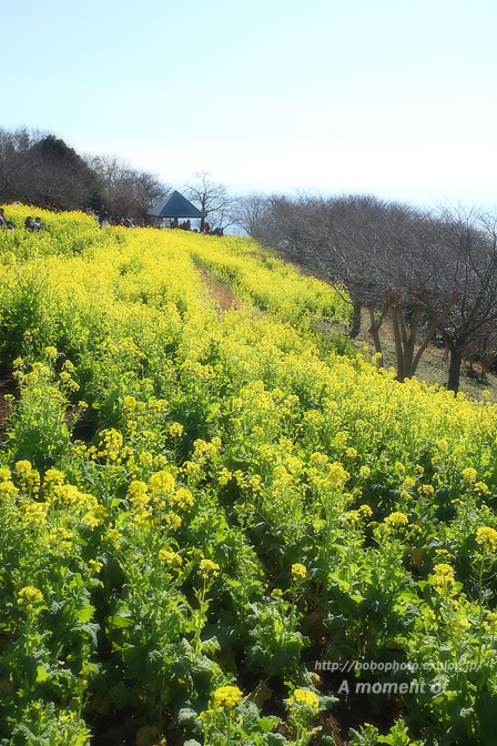 吾妻山公園からの眺め!_d0143741_2338469.jpg