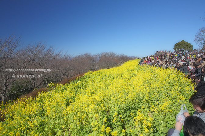 吾妻山公園からの眺め！_d0143741_23385115.jpg