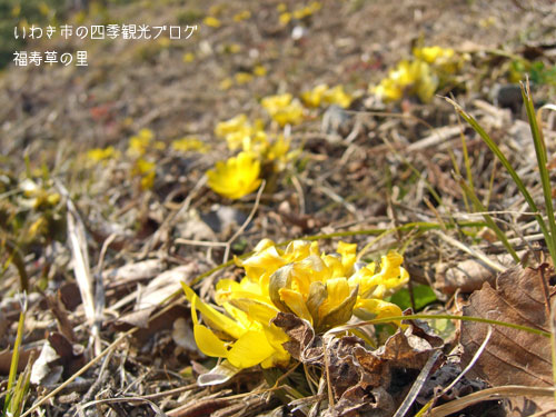 1月26日 三和町 福寿草の里のフクジュソウ いわき市の四季観光ブログ 1月26日 三和町 福寿草の里のフクジュソウ いわき市の四季観光ブログ