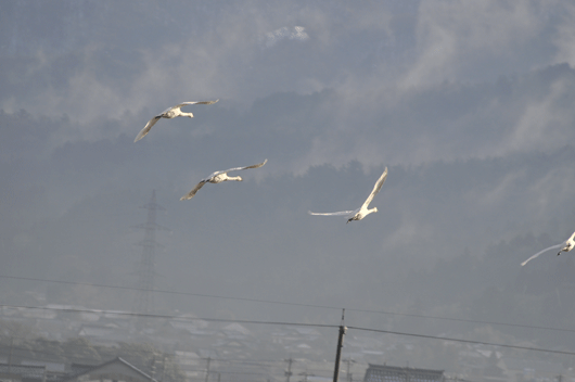 c0093046_20112112.gif