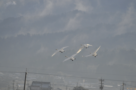 c0093046_20113574.gif