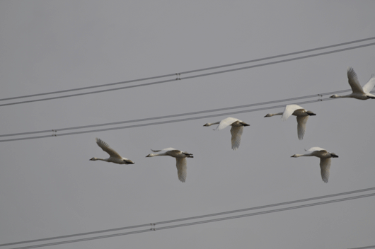 c0093046_2011735.gif