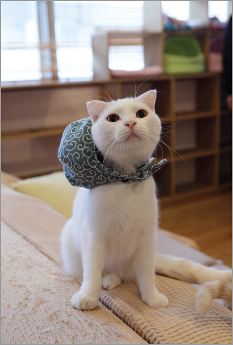 猫カフェの猫のきもち_d0101050_12304338.jpg