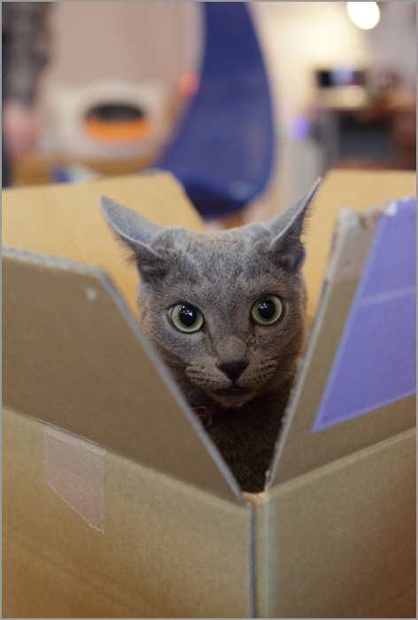 猫カフェの猫のきもち_d0101050_1231850.jpg