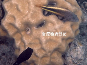 f0190653_10121576.gif