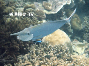 f0190653_10133747.gif