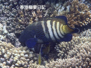 f0190653_1015524.gif