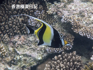 f0190653_10163675.gif