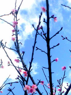 桜さいたら_f0107860_16565445.jpg