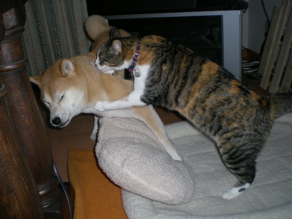 2010年1月26日(火)こころちゃんが愛ちゃんに圧倒勝ち!_f0060461_19333846.jpg