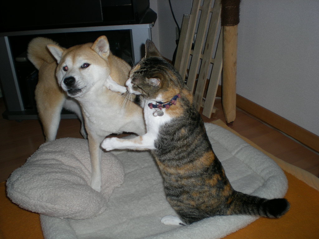 2010年1月26日(火)こころちゃんが愛ちゃんに圧倒勝ち!_f0060461_1935122.jpg