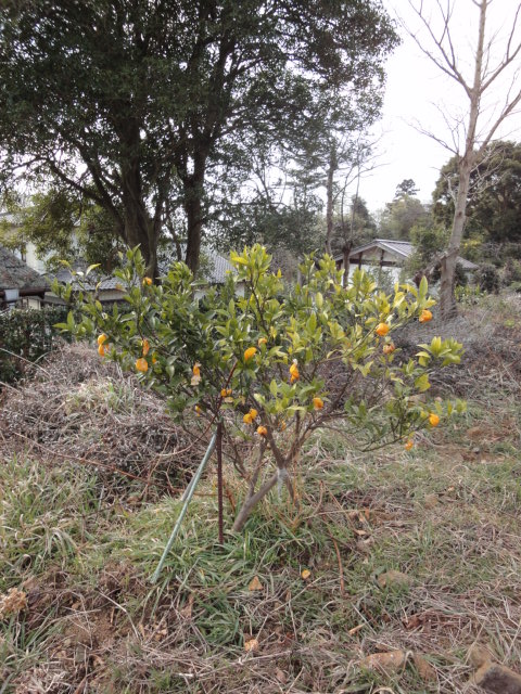 筑波福来みかんのこと_b0124462_9353157.jpg