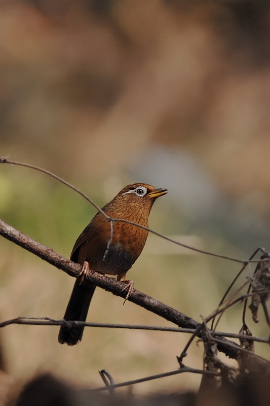 ガビチョウ_f0053272_13245857.jpg