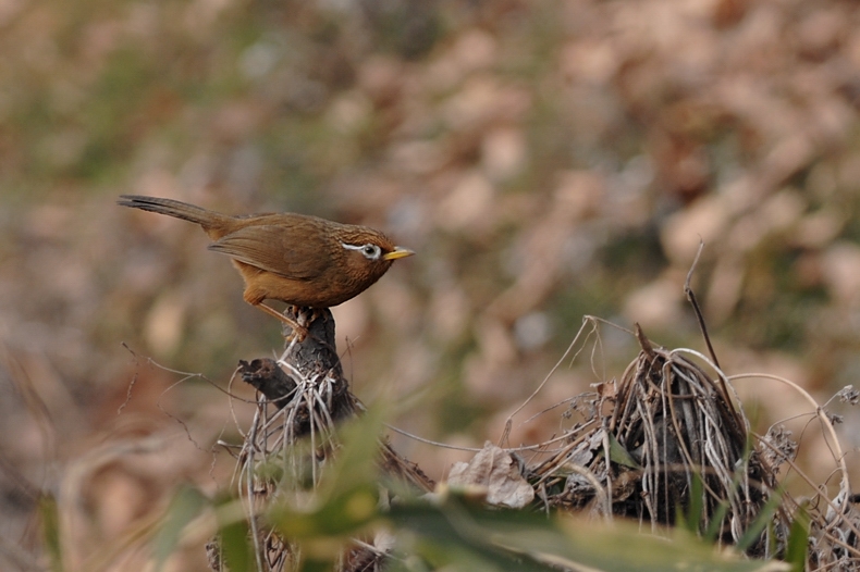 ガビチョウ_f0053272_135406.jpg