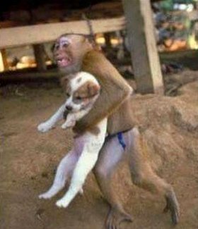 ▼犬猿の仲でさえも_d0017381_2184485.jpg