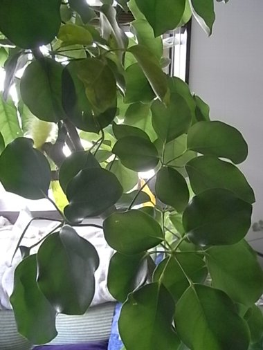 c0195791_1771958.jpg