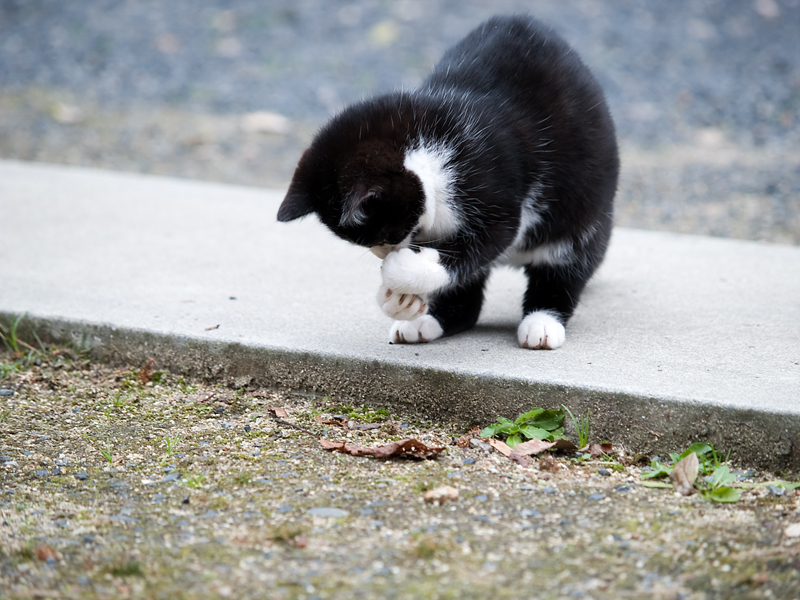 広島の猫#422_c0191394_2238244.jpg