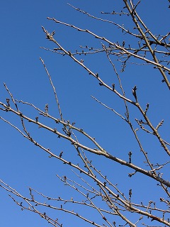 a0123003_17262711.jpg
