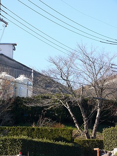 a0123003_1726541.jpg