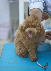 ◆Life with dog ◆_b0111306_21415015.gif