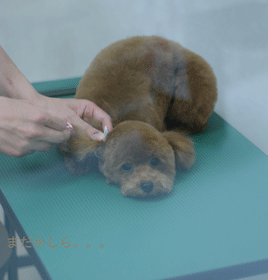 ◆Life with dog　◆_b0111306_21421341.gif