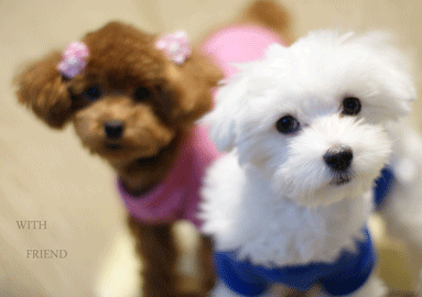 ◆Life with dog　◆_b0111306_21423978.gif