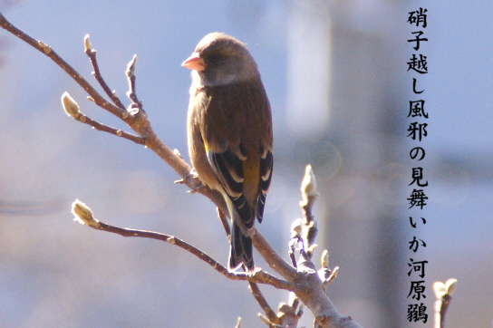 河原鶸_e0099713_19620100.jpg