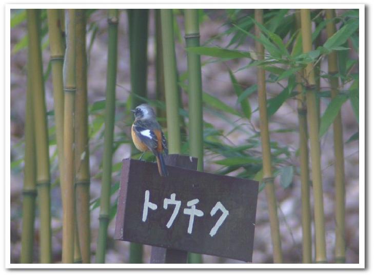 竹林のジョウビタキ♂　七沢環境保全センターにて。_b0033423_1482987.jpg