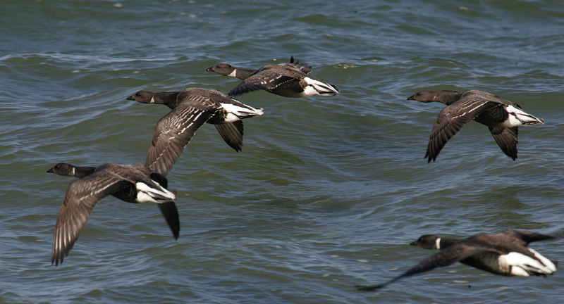 コクガン Branta bernicla_f0161823_17302934.jpg