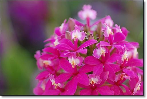 鳥のような花 ｙａｍｙａｍ町一丁目