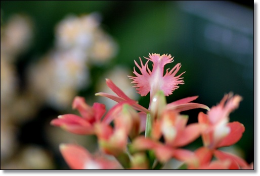 鳥のような花 ｙａｍｙａｍ町一丁目