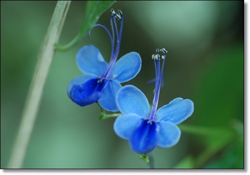 鳥のような花 ｙａｍｙａｍ町一丁目