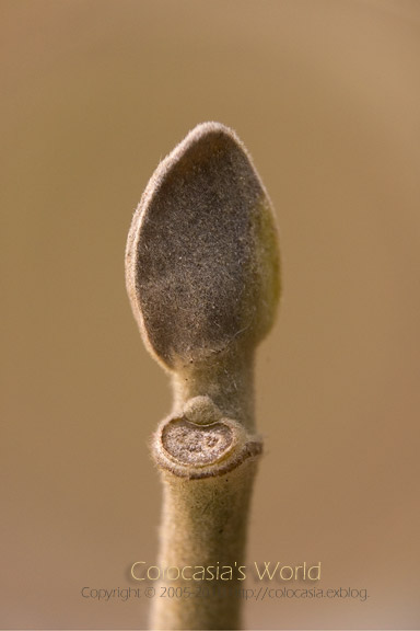 e0089532_67959.jpg