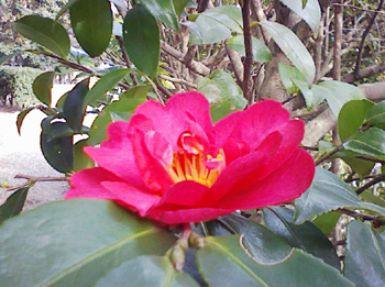 a0129233_16561581.jpg