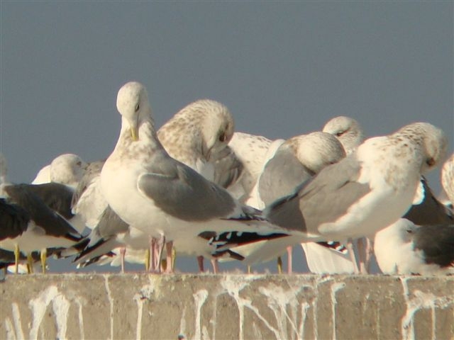 Ｔhayer\'s gull or intermediate between Kumlien\'s gull20100104_d0146038_3111672.jpg