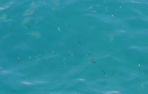 a0056140_23232943.jpg