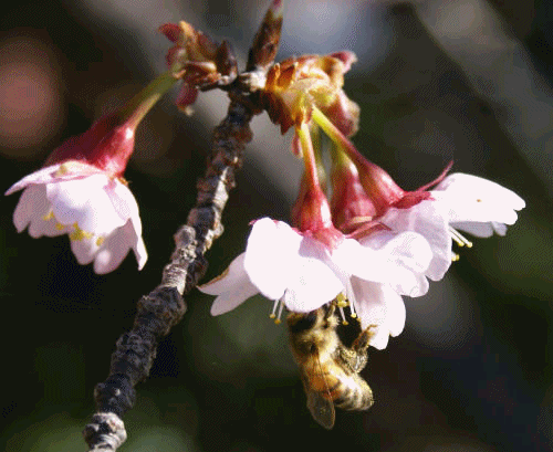f0031546_21461663.gif