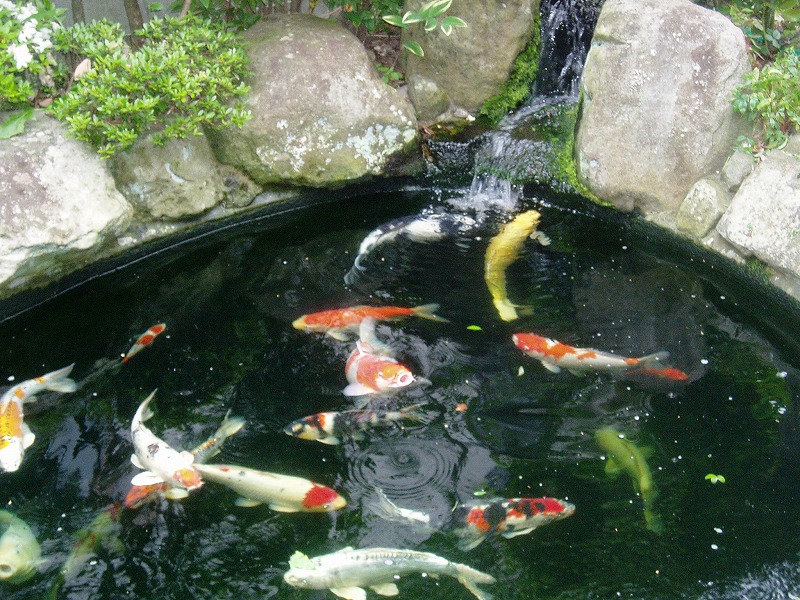 鯉と池 雑感日記