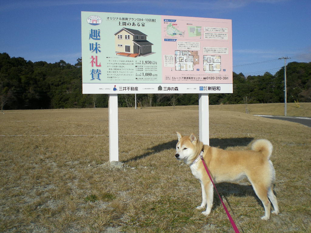 2010年1月27日(水)バラの苗木”感謝”を植えたよ~!_f0060461_15383573.jpg