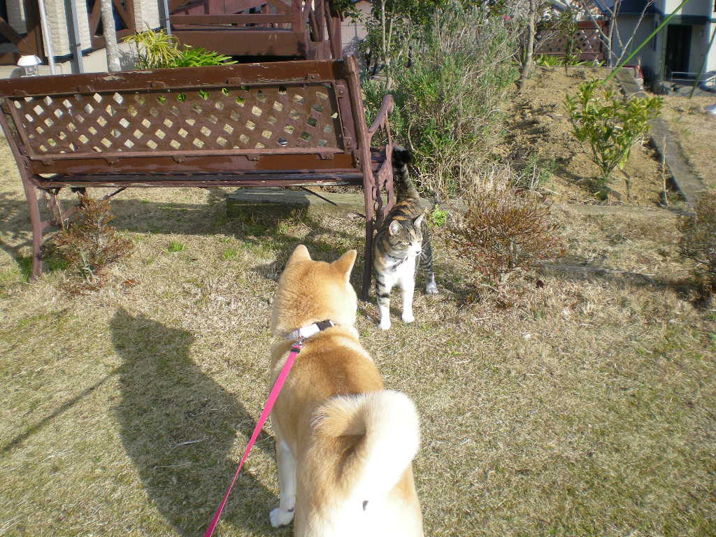 2010年1月27日(水)バラの苗木”感謝”を植えたよ~!_f0060461_1547639.jpg