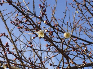 梅の花が咲き始めました。_c0153477_21524925.jpg