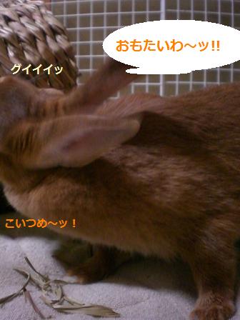 うさぎ●ナッツ　　\" ナッつむり \"_d0134977_01089.jpg