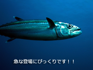 来ました!シミランで記念ダイブ★_f0144385_024288.jpg