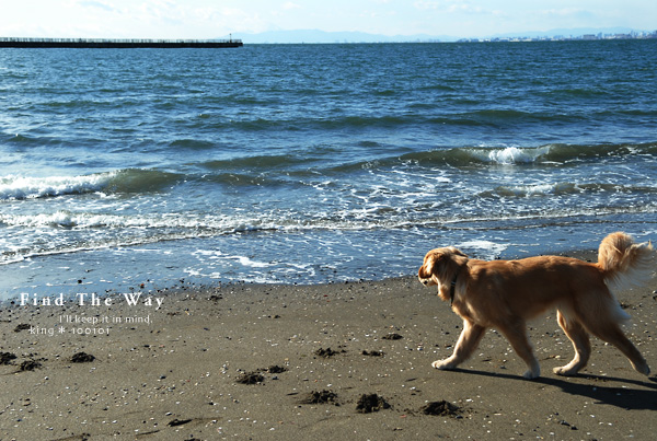 【犬的散歩日和】千葉・検見川の浜 2/2_f0054594_4171258.jpg