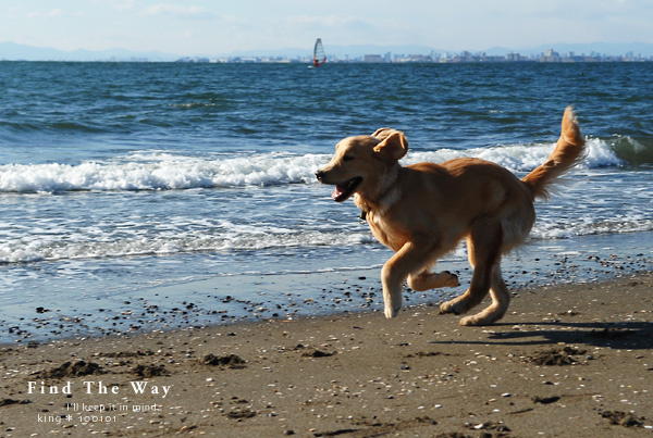 【犬的散歩日和】千葉・検見川の浜 2/2_f0054594_417414.jpg