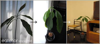 アボカド栽培日記 Vol 9 Eaterior